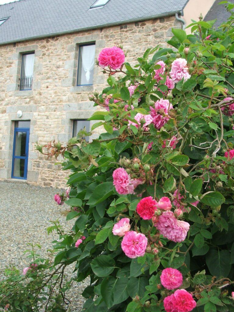 Les Trégorines "Reinette d’Armorique", gîte authentique et cosy